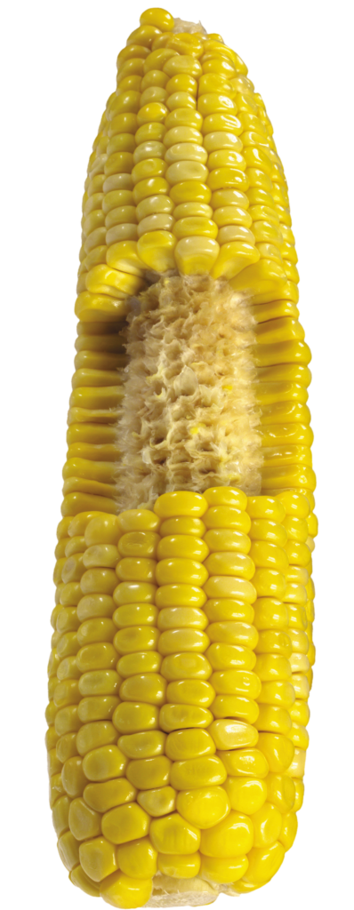 Corn Png with Clear background 