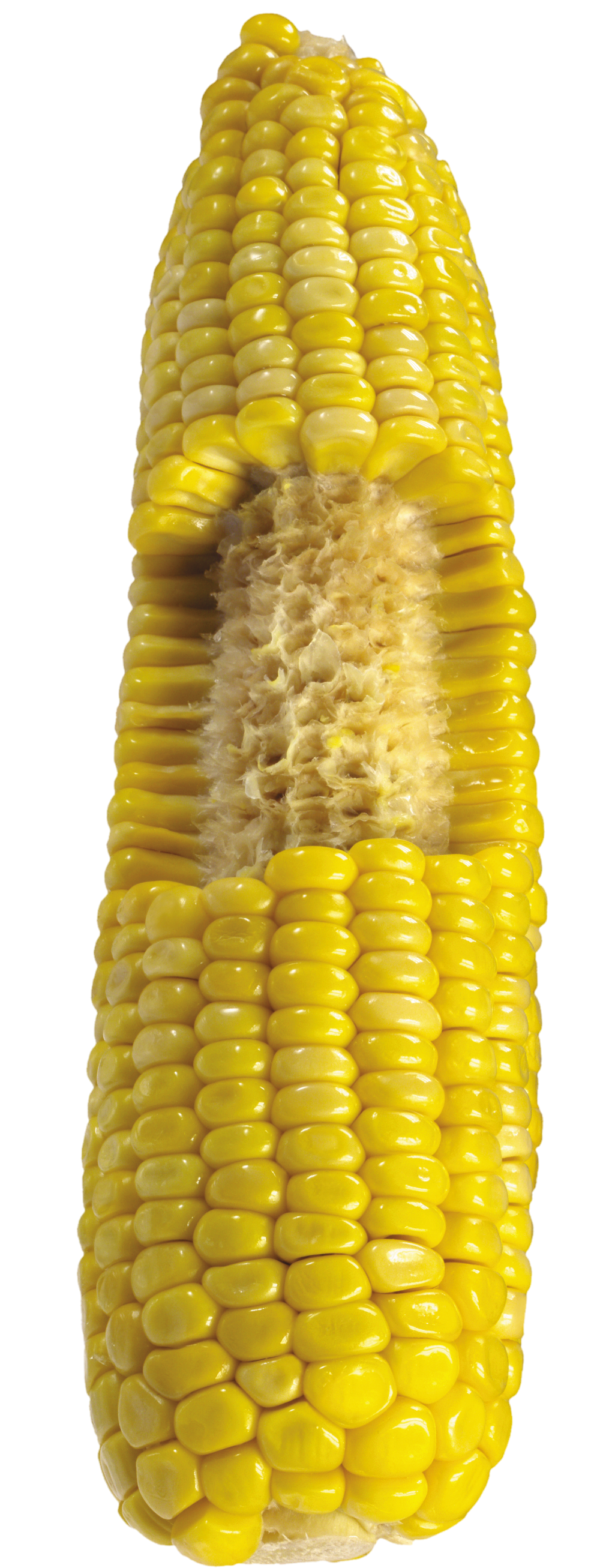 Corn-6