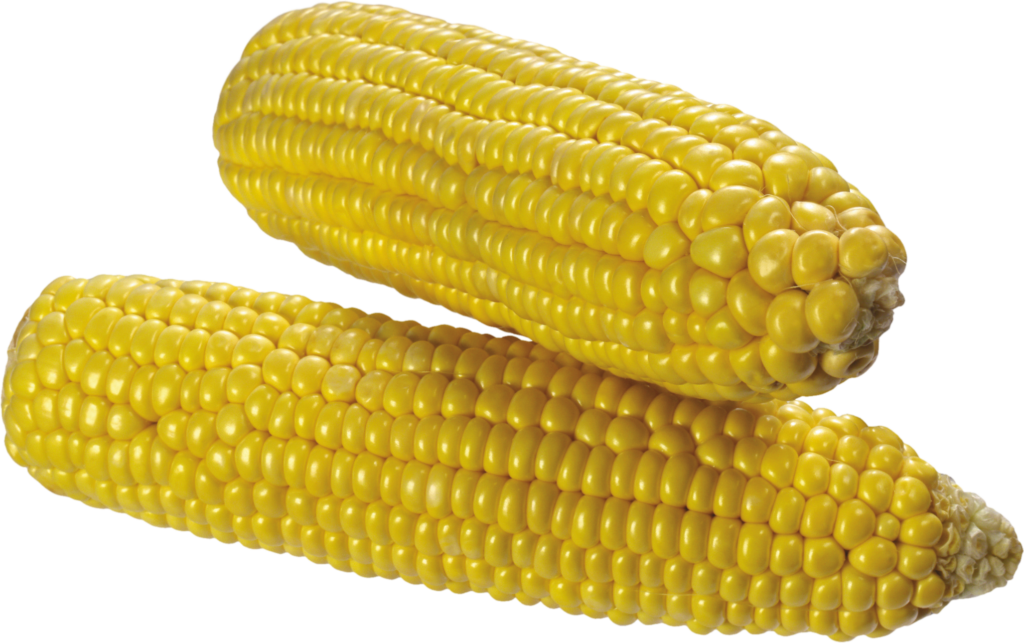 High Resolution Corn Png