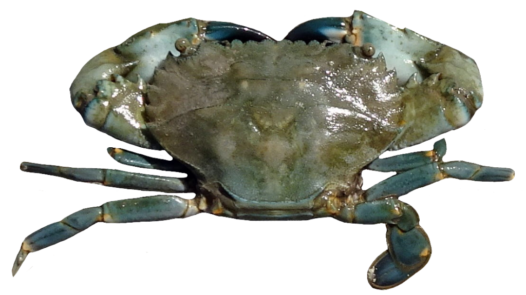 Small Crab PNG