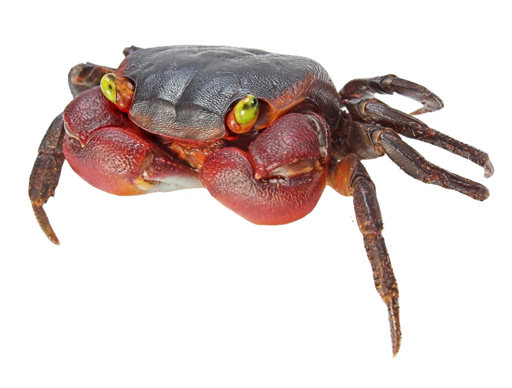 Realistic Crab PNG