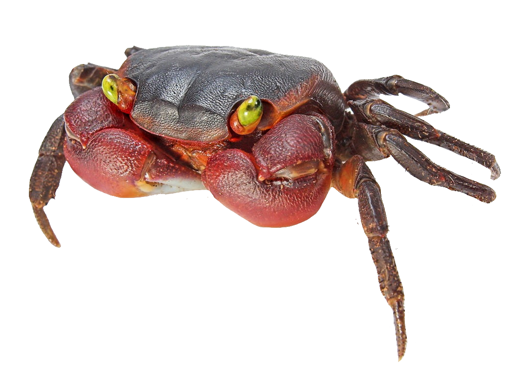 Crab102