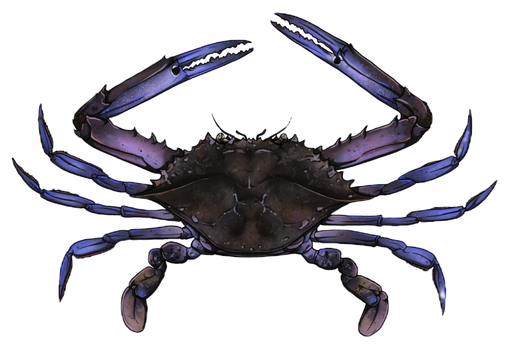 Crab clipart PNG
