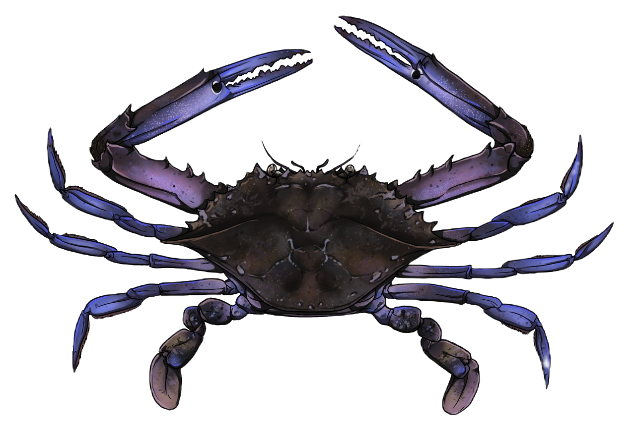 Crab103