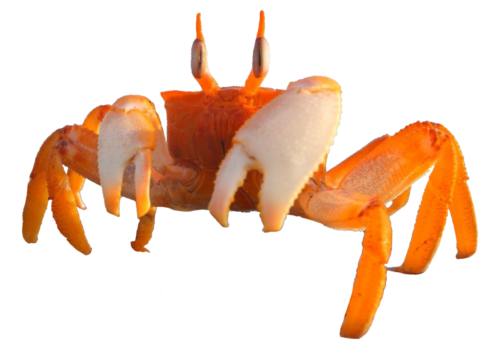Sand Crab PNG