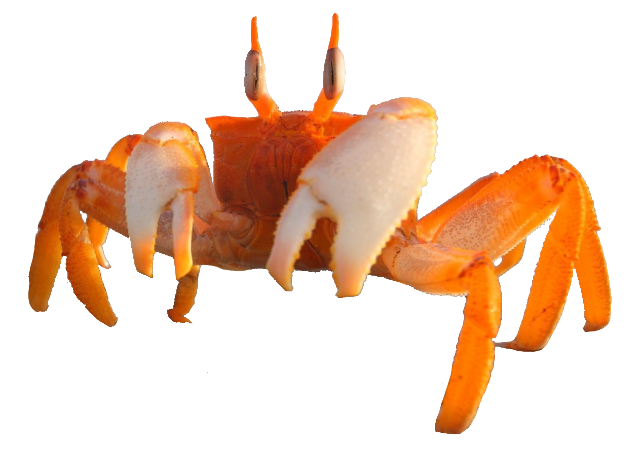 Crab105