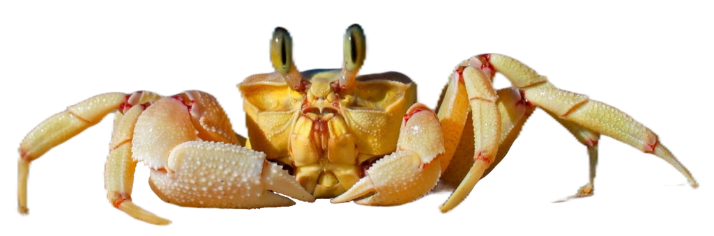 Transparent Crab PNG