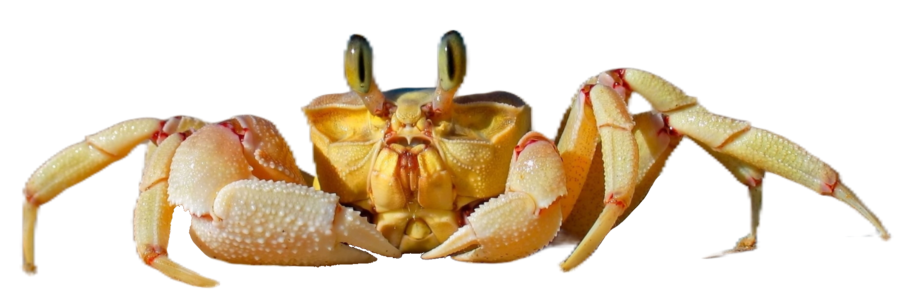Crab106