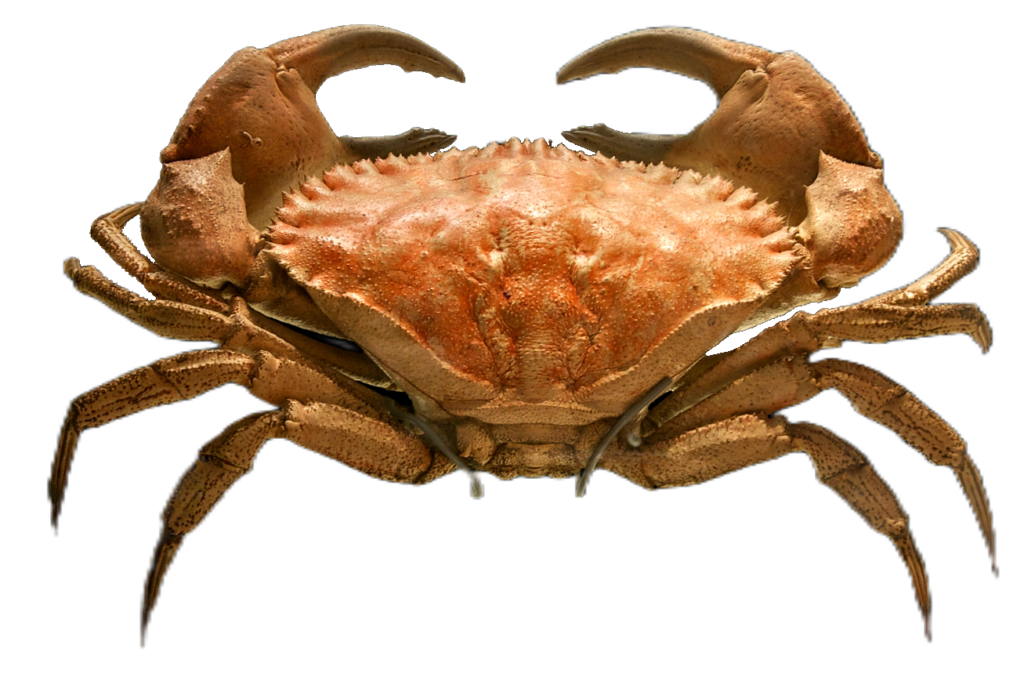 Sand Crab PNG