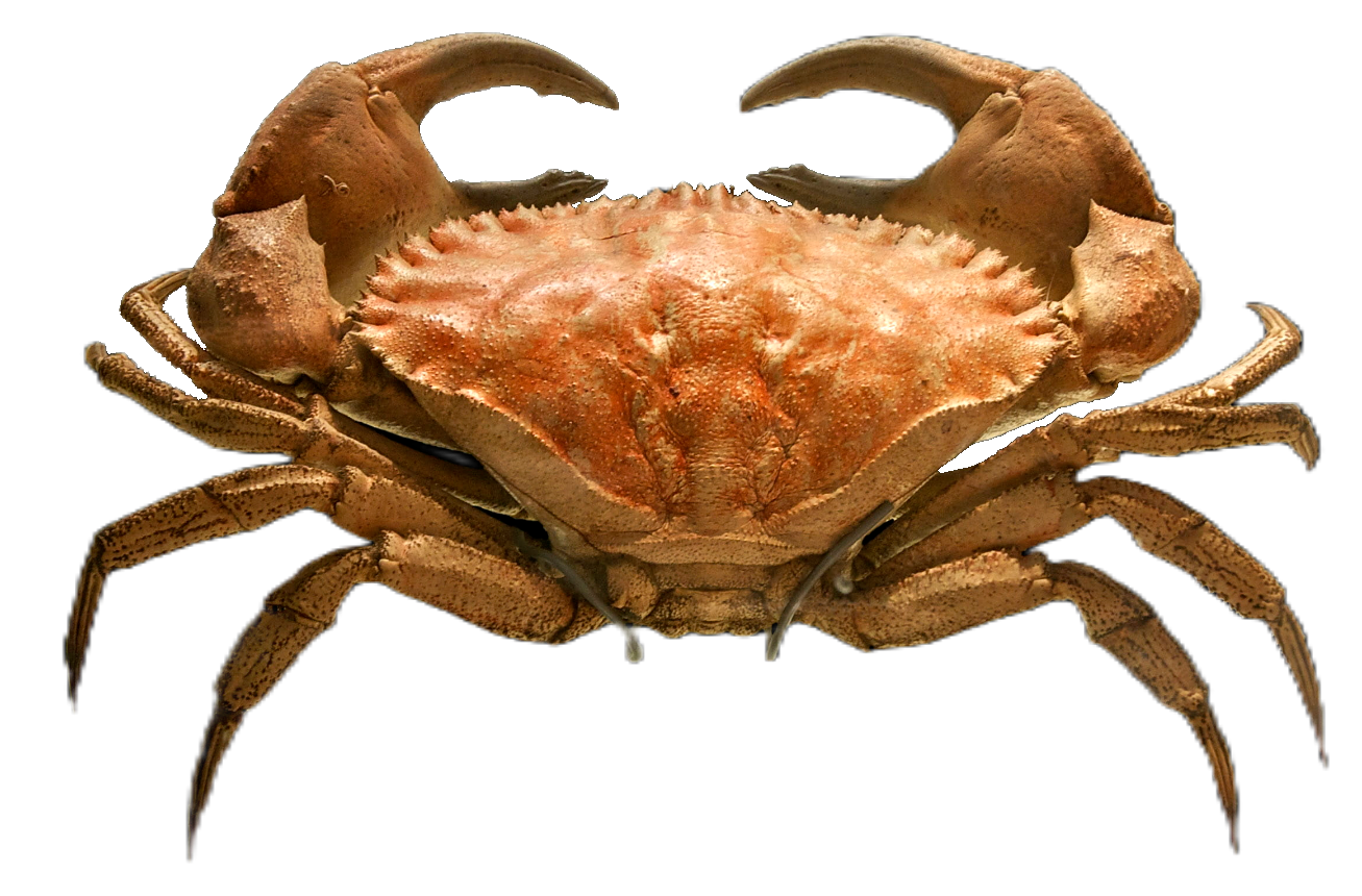 Crab108