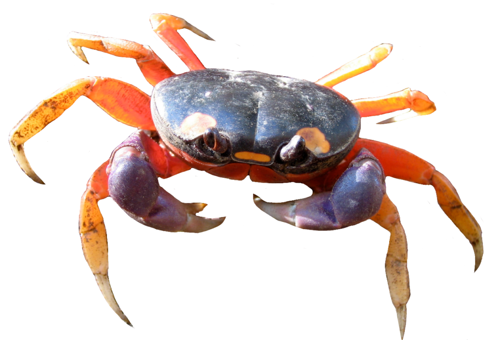 High-resolution Crab PNG