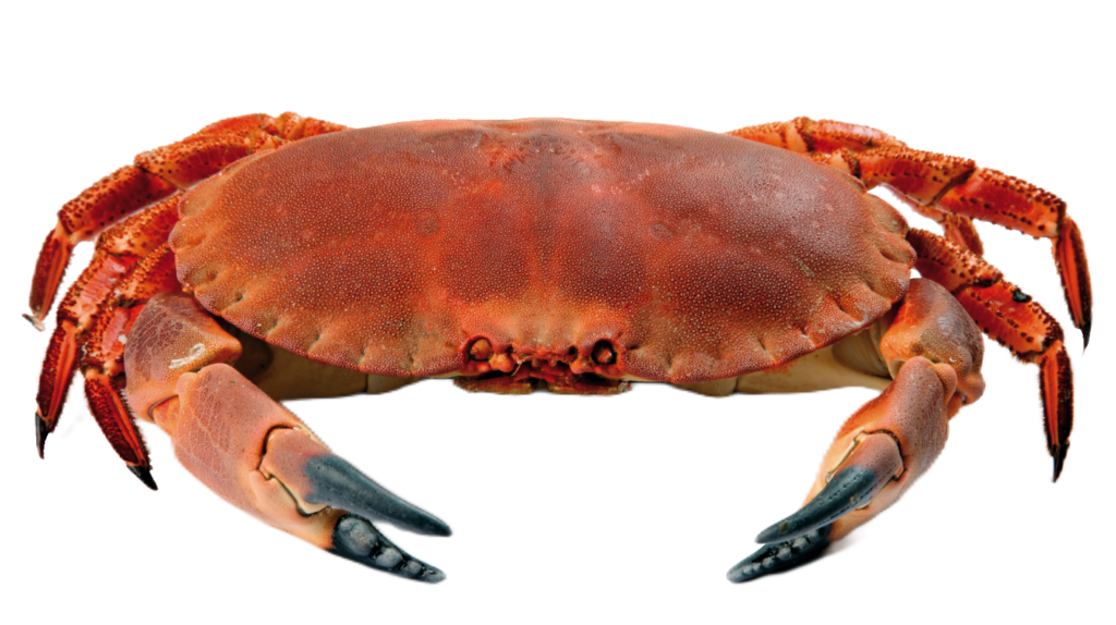 Red Crab PNG