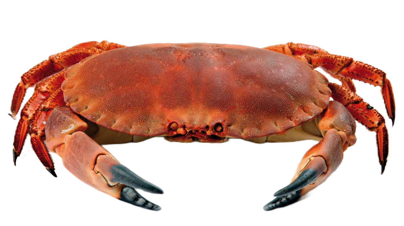 Crab113
