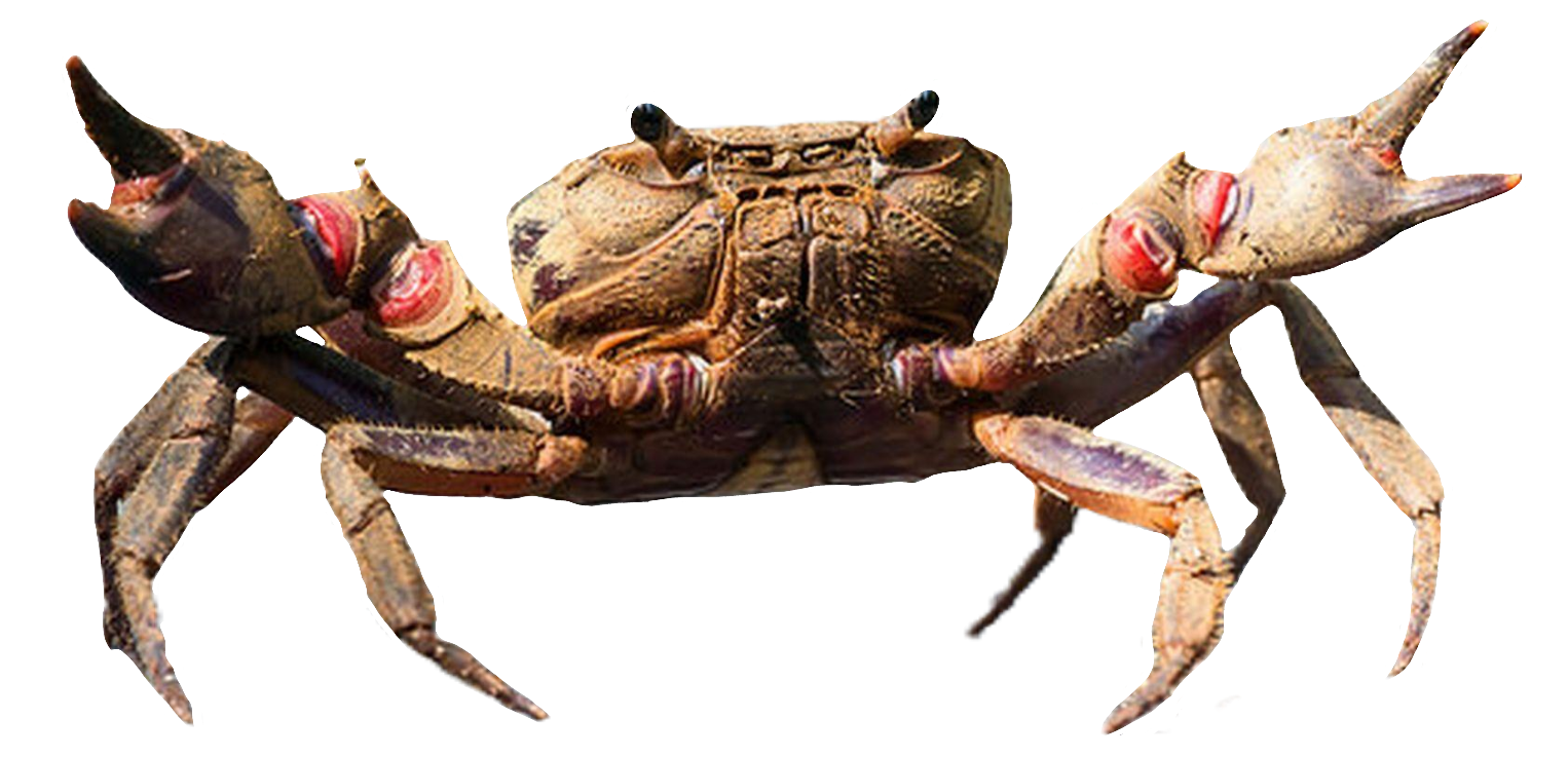 Crab114