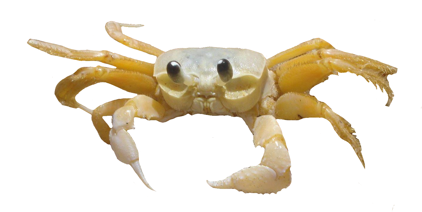 Crab115