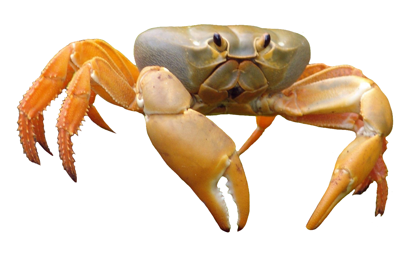 Crab116