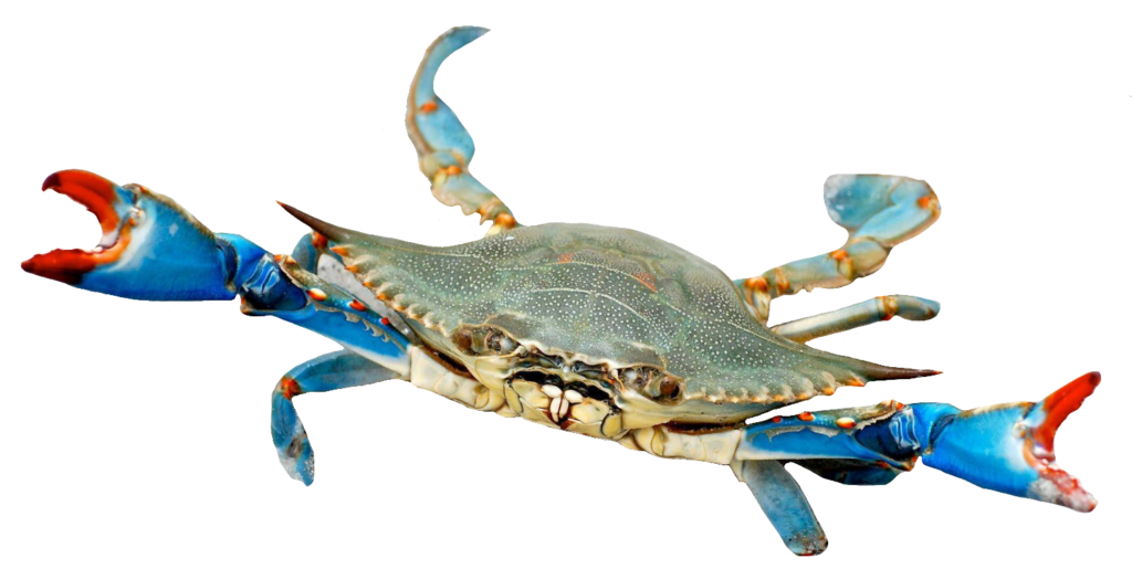 Sea Crab PNG
