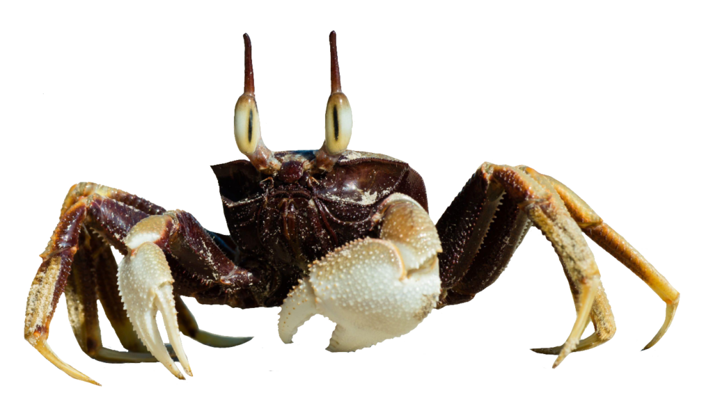 Crab PNG Image