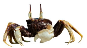 Crab118