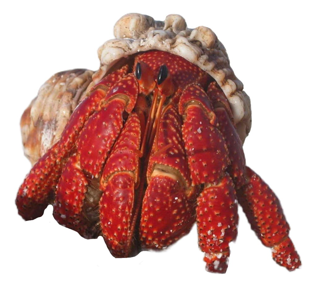 Hermit Crab PNG