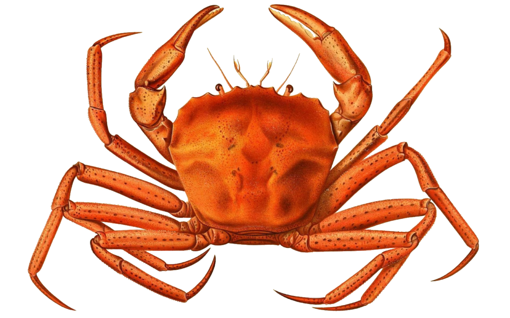 Crab clipart PNG