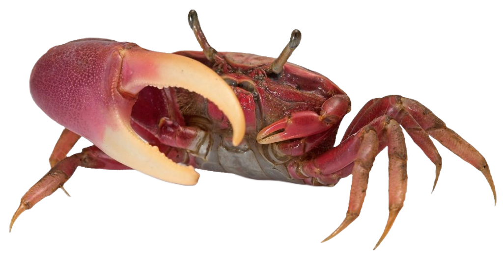 HD Crab PNG
