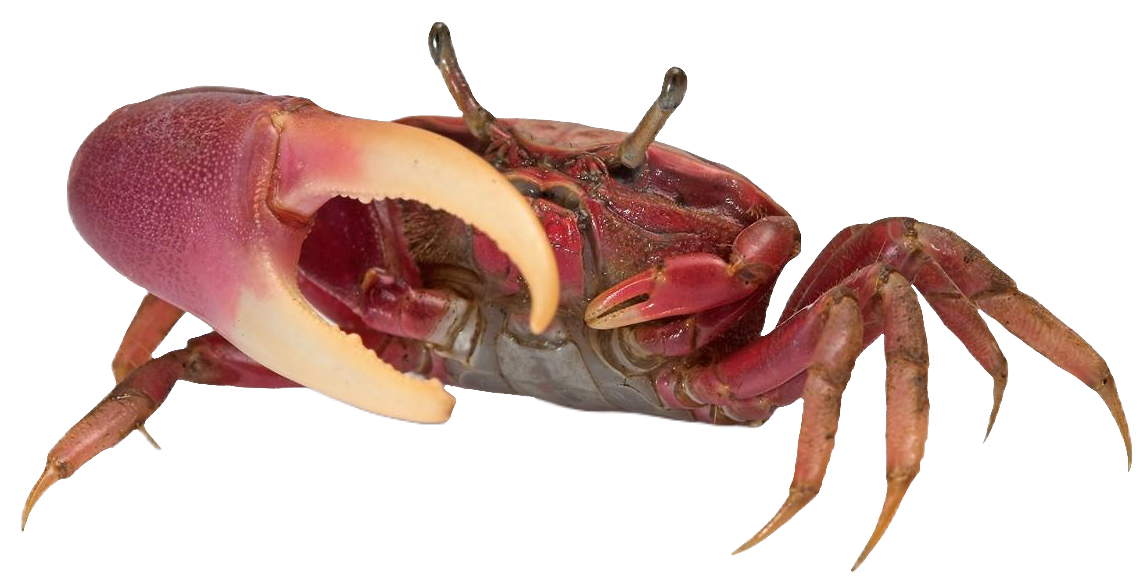 Crab124