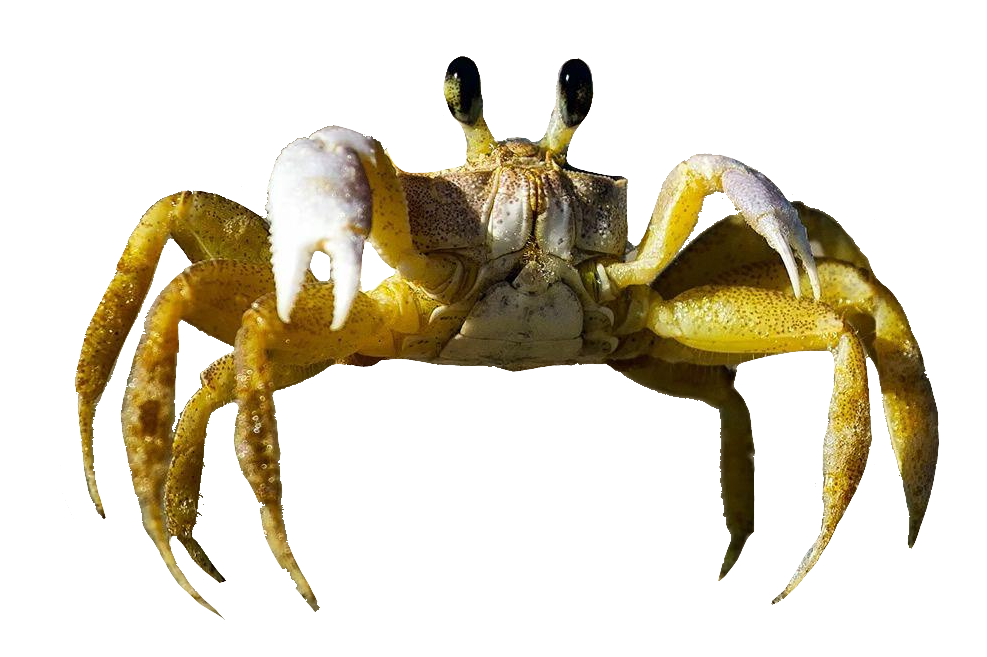 High-resolution Crab PNG Image