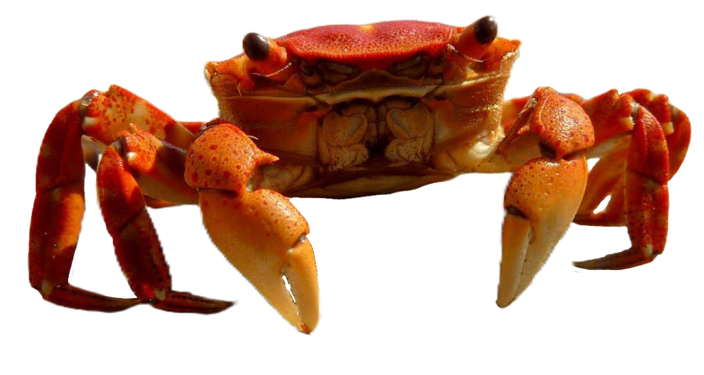 Realistic Crab PNG