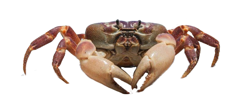 Transparent Crab PNG