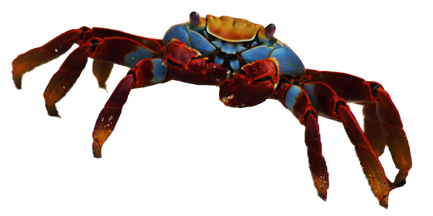 Crab129
