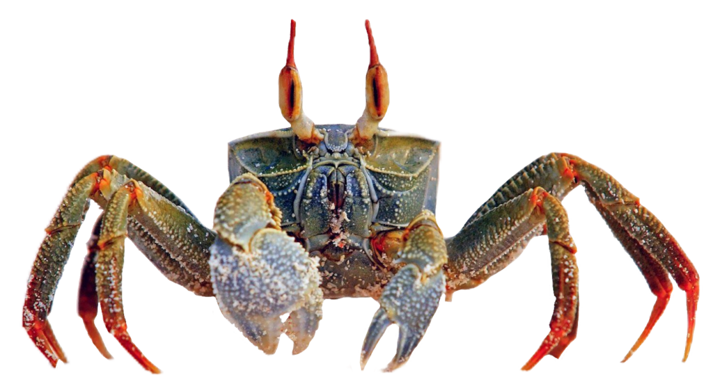 Sea Crab PNG