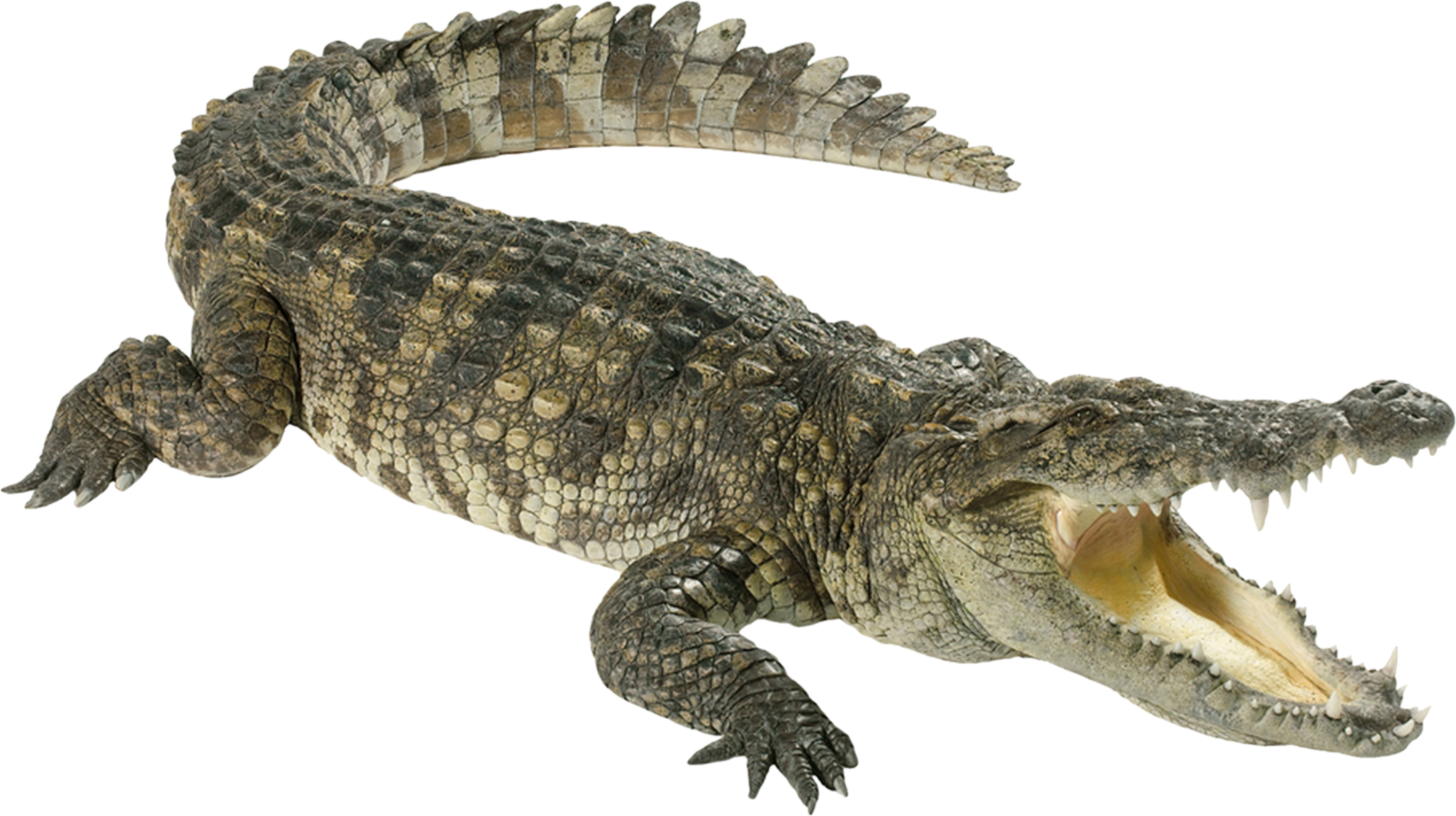 Crocodile-10