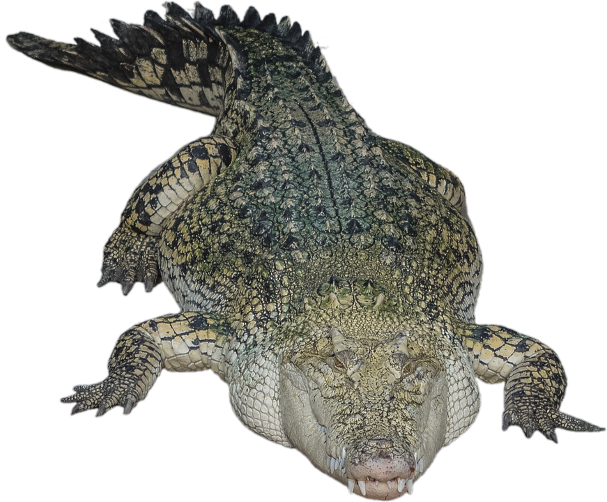 Crocodile-11