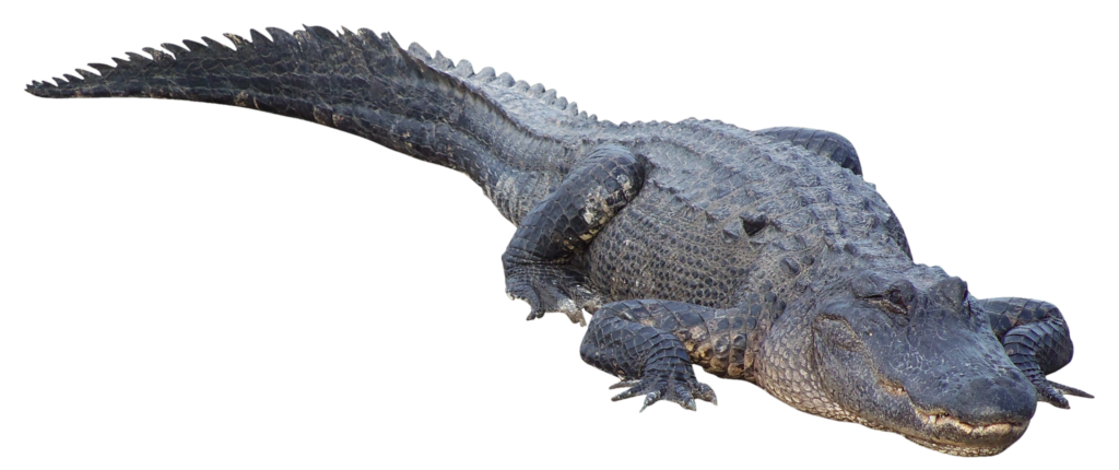 Water Crocodile Png
