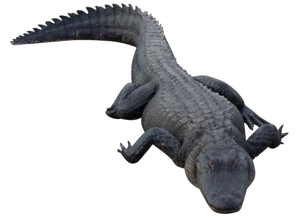 Water Crocodile Png