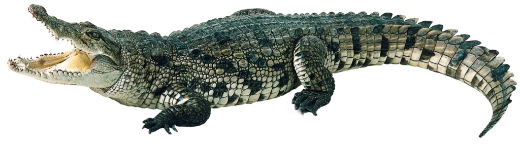 Saltwater Crocodile Png