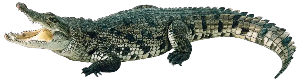 Saltwater Crocodile Png