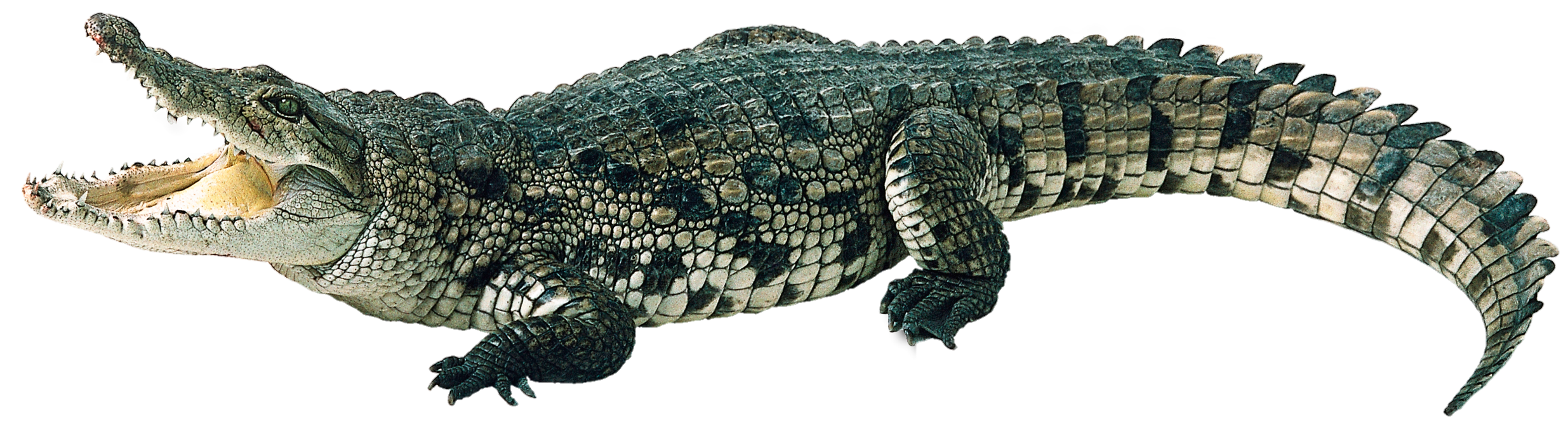 Crocodile-14