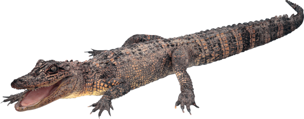 Caiman Crocodile Png