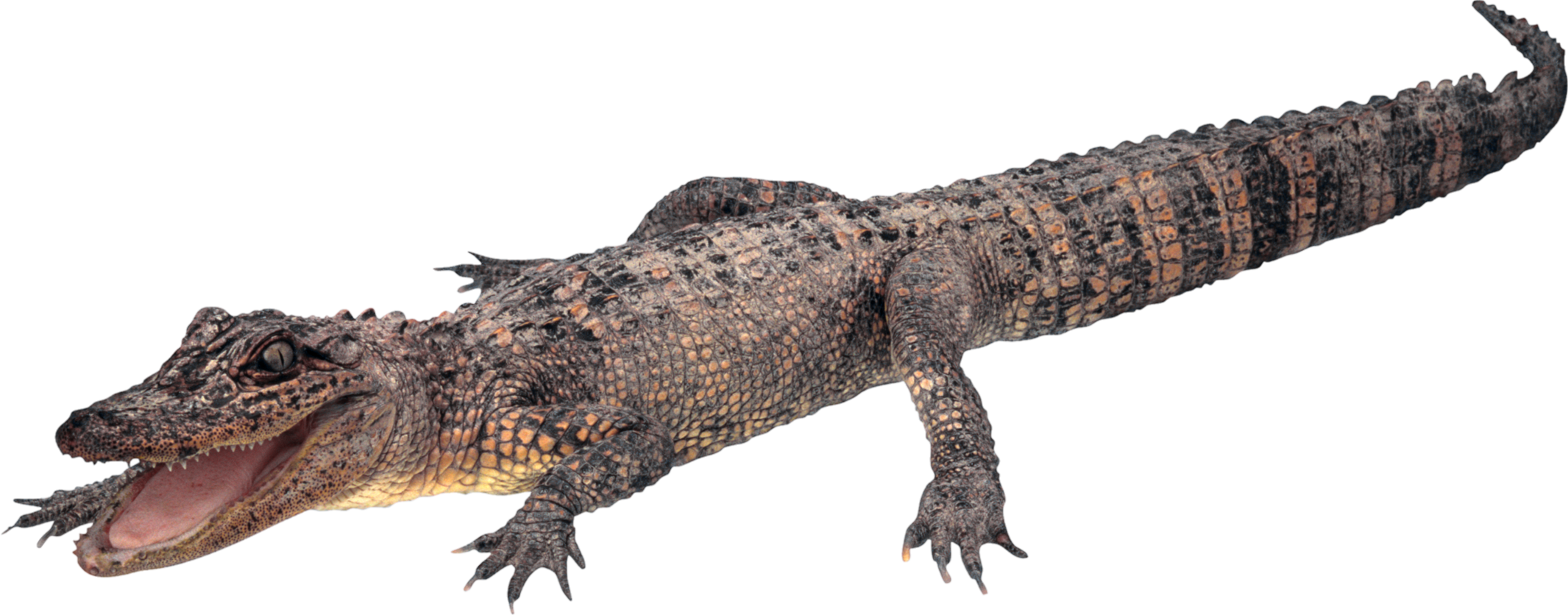 Crocodile-15