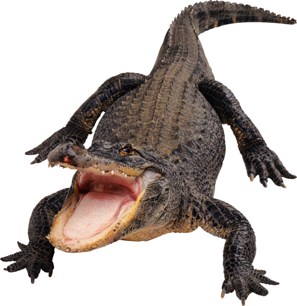 Transparent Crocodile Png