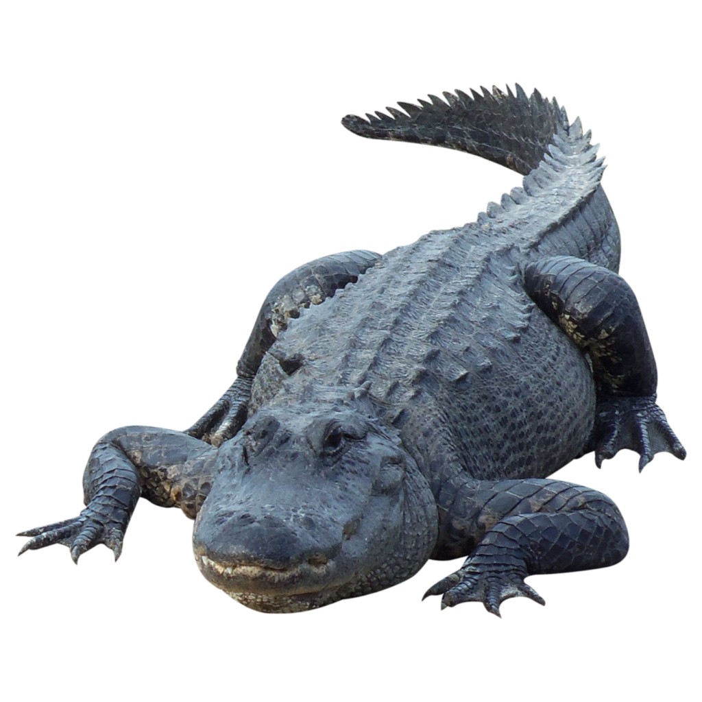 Water Crocodile Png