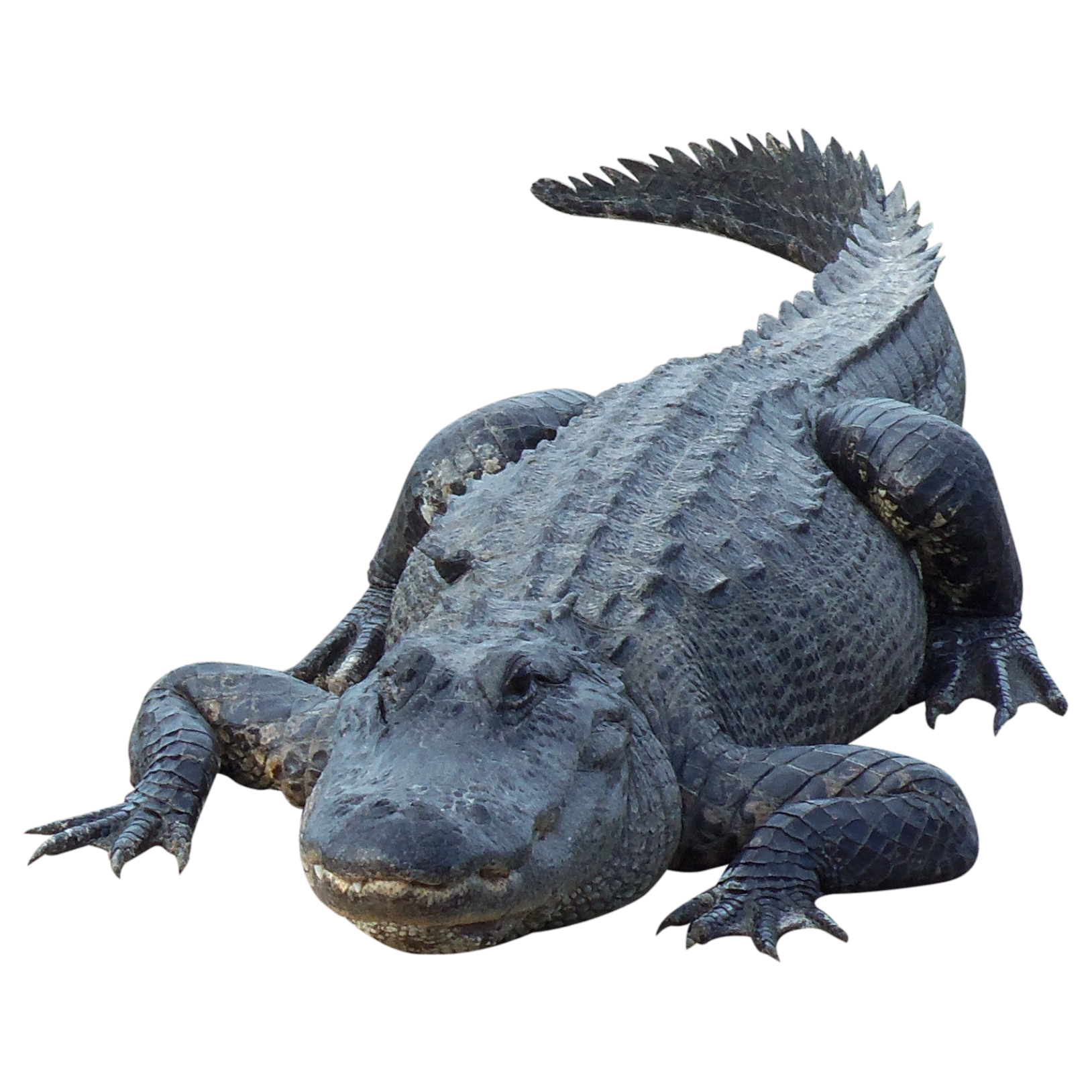 Crocodile-18