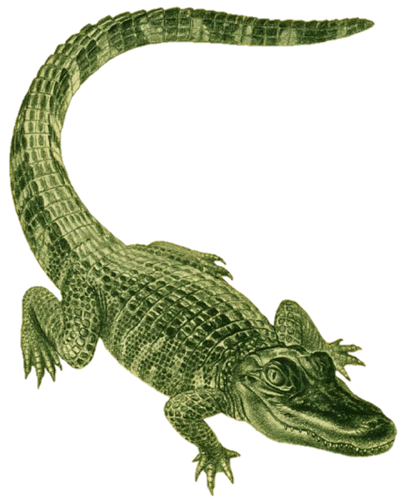Crocodile Png image