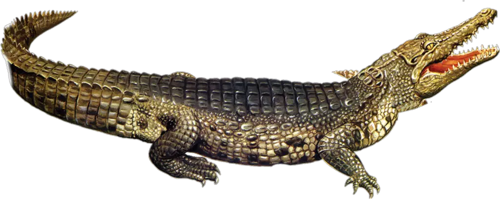 Crocodile Png Image