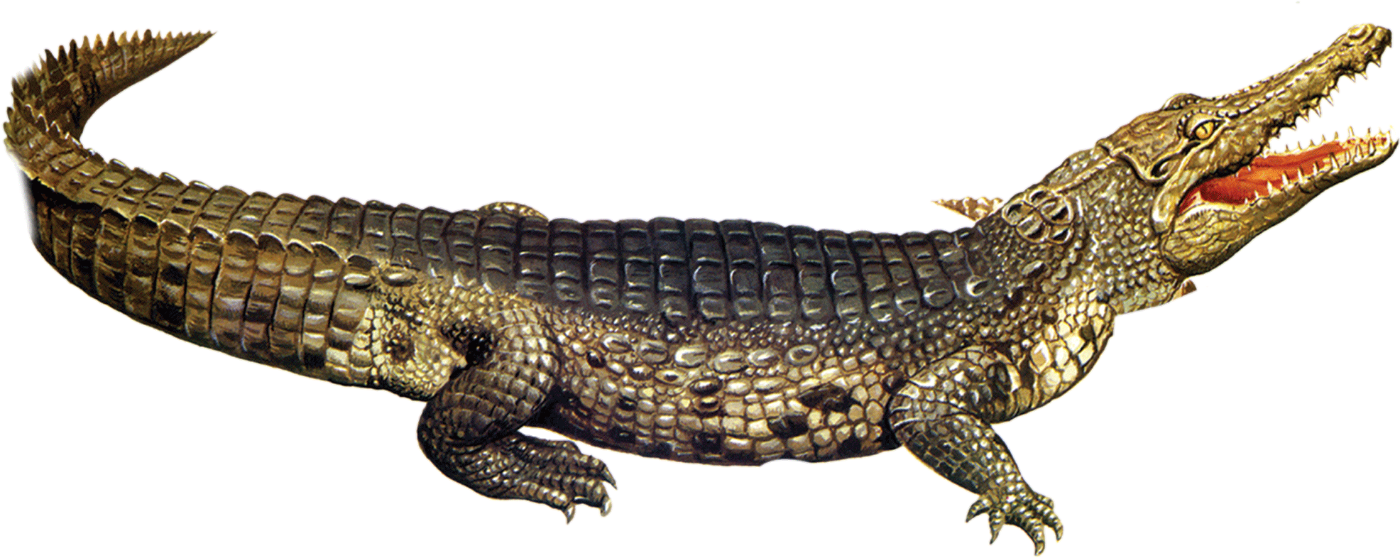 Crocodile-20