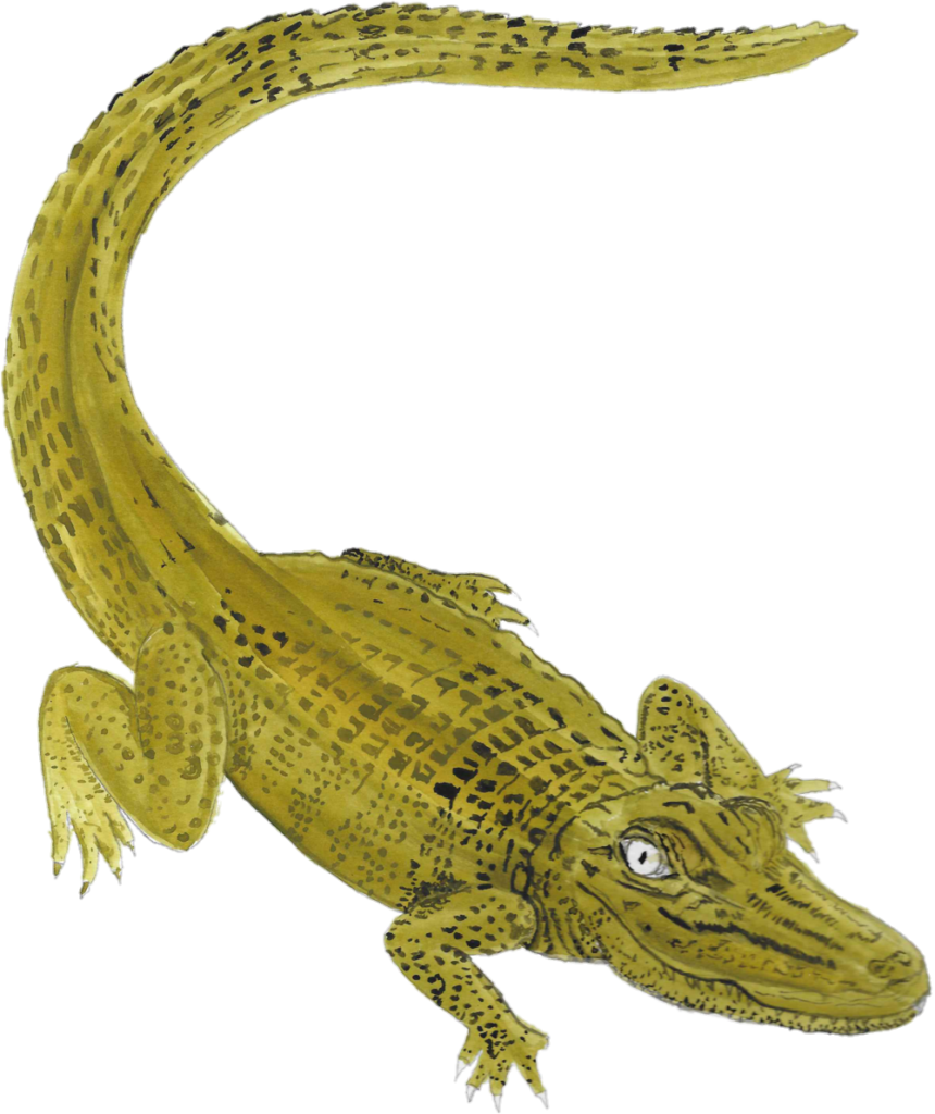 Watercolor Crocodile Png