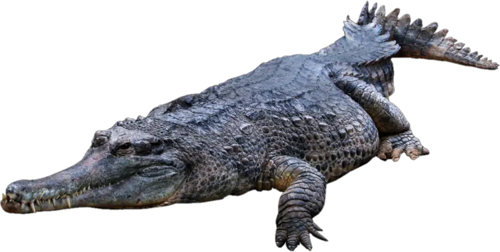 Water Crocodile Png