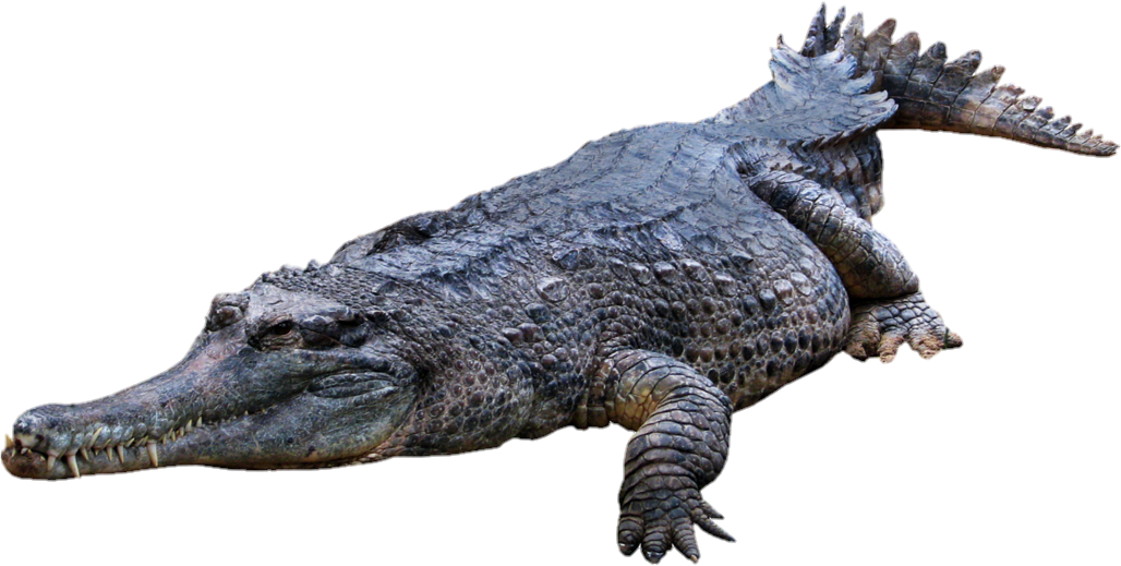 Crocodile-8